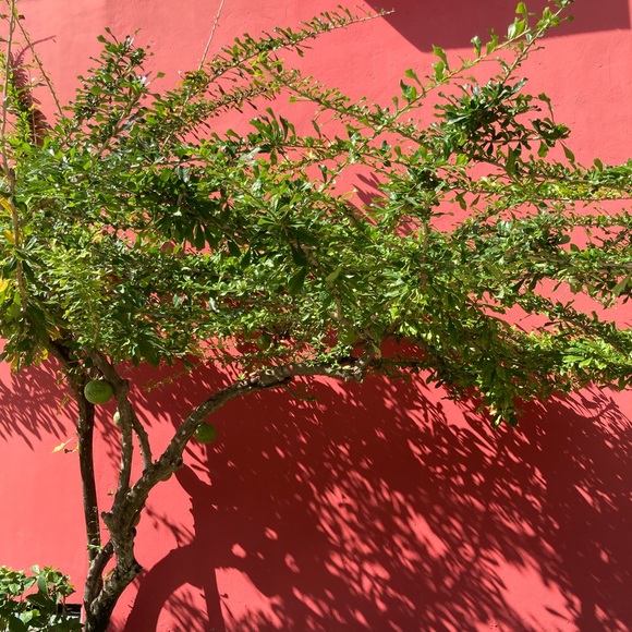 Bookmark my closet 💚 - Picture 8 of 8